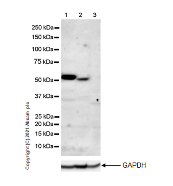 Western blot - Anti-IRR antibody [EPR24776-127] - BSA and Azide free (AB282736), expandable thumbnail