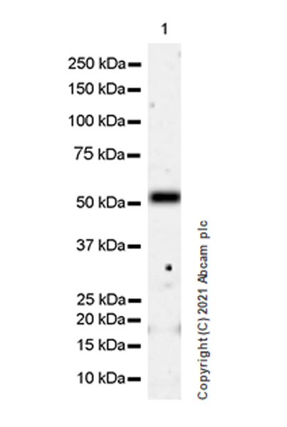 Western blot - Anti-IRR antibody [EPR24776-127] - BSA and Azide free (AB282736), expandable thumbnail