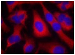 Immunocytochemistry/ Immunofluorescence - Anti-IRS1 antibody (AB131487)