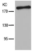 Western blot - Anti-IRS1 antibody (AB131487)