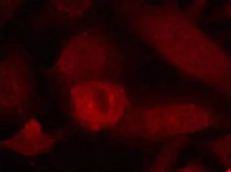 Immunocytochemistry/ Immunofluorescence - Anti-IRS1 antibody (AB131509)