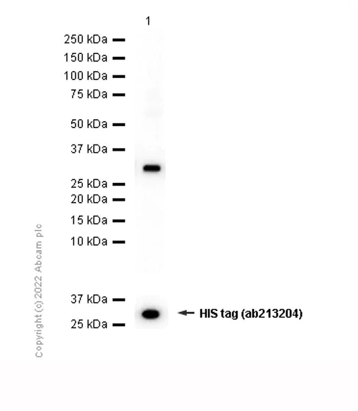 Western blot - Anti-IRS1 antibody [EP260Y] (AB46800)