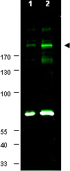 Western blot - Anti-IRS1 (phospho S307) antibody (AB1194)