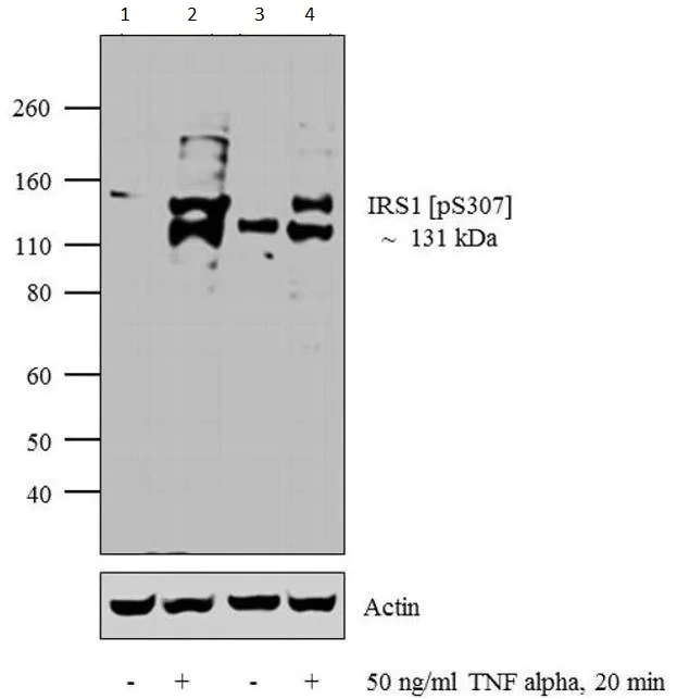 Western blot - Anti-IRS1 (phospho S307) antibody (AB5599)