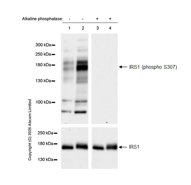 Western blot - Anti-IRS1 (phospho S312) antibody [EPR29078-524R] (AB327340)