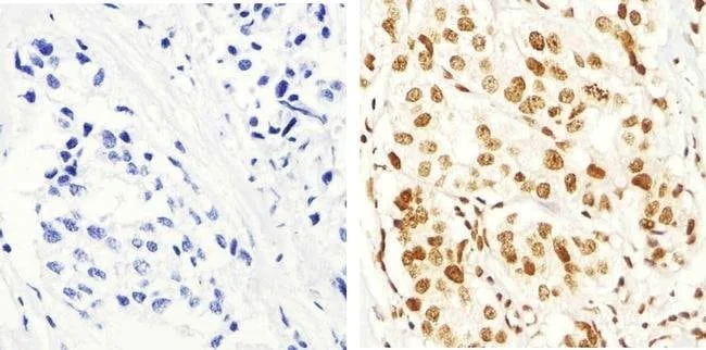Immunohistochemistry (Formalin/PFA-fixed paraffin-embedded sections) - Anti-IRS1 (phospho S616) antibody (AB4776)