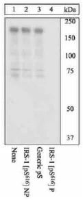 Western blot - Anti-IRS1 (phospho S616) antibody (AB4776)