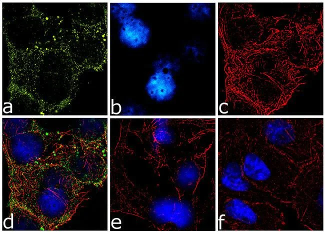 Immunocytochemistry - Anti-IRS1 (phospho S636 + S639) antibody [25HCLC] (AB277770)