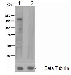 Western blot - Anti-IRS1 (phospho Y632) antibody [EPR259(2)] (AB109543)