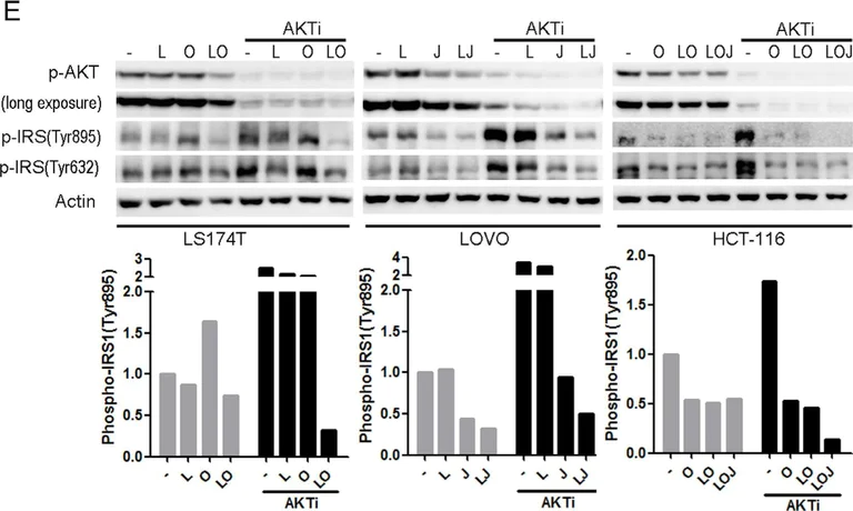 Western blot - Anti-IRS1 (phospho Y632) antibody [EPR259(2)] (AB109543)