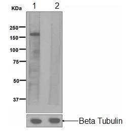 Western blot - Anti-IRS1 (phospho Y632) antibody [EPR259(2)] - BSA and Azide free (AB247902)