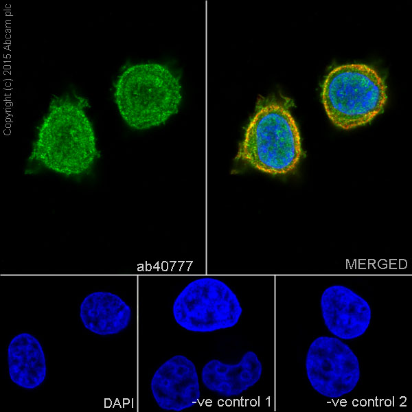 Immunocytochemistry/ Immunofluorescence - Anti-IRS1+IRS2 antibody [EP263Y] (AB40777), expandable thumbnail