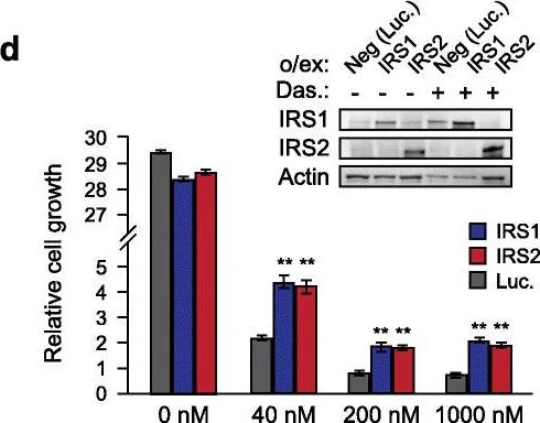 Western blot - Anti-IRS1+IRS2 antibody [EP263Y] (AB40777)