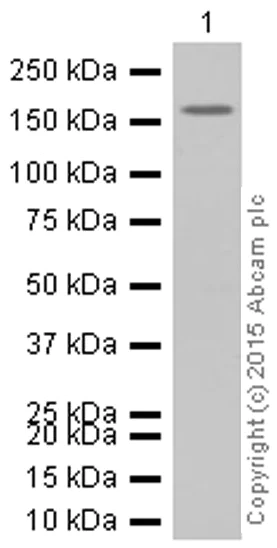 Western blot - Anti-IRS1+IRS2 antibody [EP263Y] (AB40777)