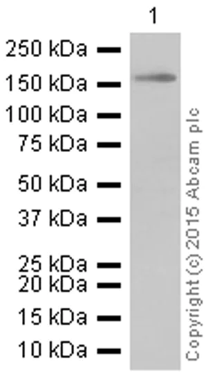 Western blot - Anti-IRS1+IRS2 antibody [EP263Y] - BSA and Azide free (AB247286)