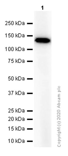 Western blot - Anti-IRS4 antibody [EP907Y] (AB52622)