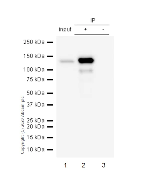 Immunoprecipitation - Anti-IRS4 antibody [EP907Y] - BSA and Azide free (AB284692)