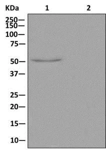Immunoprecipitation - Anti-IRX1 antibody [EPR13139] - BSA and Azide free (AB250260)