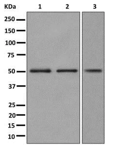 Western blot - Anti-IRX1 antibody [EPR13139] - BSA and Azide free (AB250260)