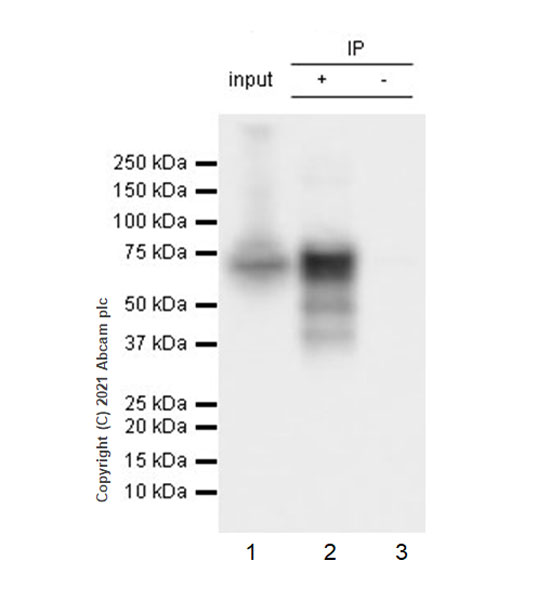 Immunoprecipitation - Anti-IRX5 antibody [EPR22724-43] (AB246494), expandable thumbnail