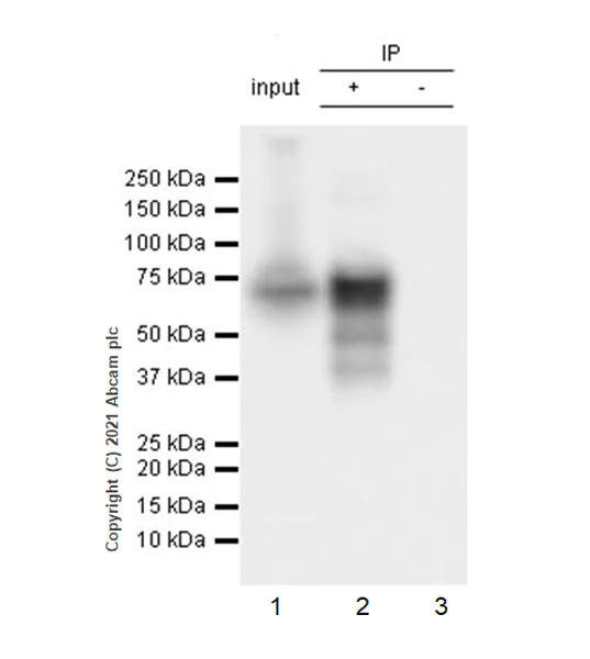 Immunoprecipitation - Anti-IRX5 antibody [EPR22724-43] (AB246494)