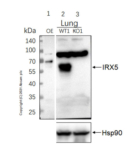 Western blot - Anti-IRX5 antibody [EPR22724-43] (AB246494), expandable thumbnail