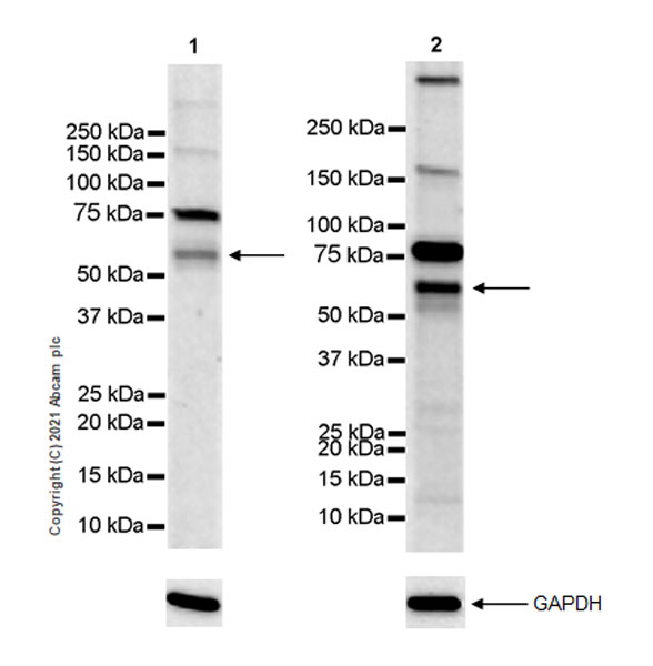 Western blot - Anti-IRX5 antibody [EPR22724-43] (AB246494), expandable thumbnail