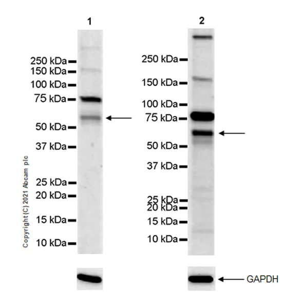 Western blot - Anti-IRX5 antibody [EPR22724-43] (AB246494)