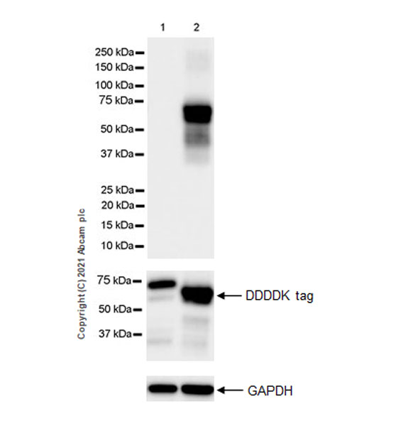 Western blot - Anti-IRX5 antibody [EPR22724-43] (AB246494), expandable thumbnail