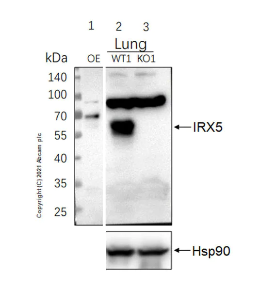 Western blot - Anti-IRX5 antibody [EPR22724-43] - BSA and Azide free (AB288301)