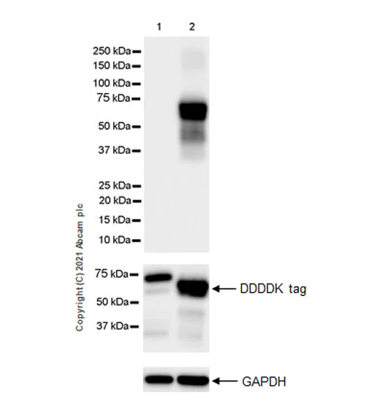 Western blot - Anti-IRX5 antibody [EPR22724-43] - BSA and Azide free (AB288301)