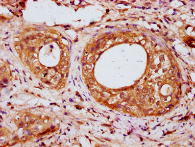 Immunohistochemistry (Formalin/PFA-fixed paraffin-embedded sections) - Anti-IRX7 antibody (AB234984), expandable thumbnail