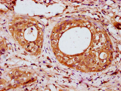 Immunohistochemistry (Formalin/PFA-fixed paraffin-embedded sections) - Anti-IRX7 antibody (AB234984)