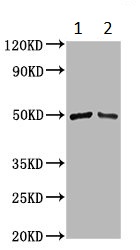 Western blot - Anti-IRX7 antibody (AB234984), expandable thumbnail