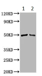 Western blot - Anti-IRX7 antibody (AB234984)