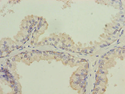 Immunohistochemistry (Formalin/PFA-fixed paraffin-embedded sections) - Anti-ISCA2 antibody (AB235776)