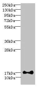 Western blot - Anti-ISCA2 antibody (AB235776)