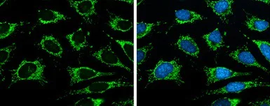 Immunocytochemistry/ Immunofluorescence - Anti-ISCU antibody (AB154060)