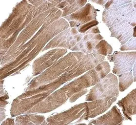 Immunohistochemistry (Formalin/PFA-fixed paraffin-embedded sections) - Anti-ISCU antibody (AB154060)