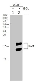 Western blot - Anti-ISCU antibody (AB154060)