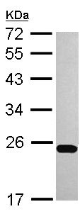 Western blot - Anti-ISCU antibody (AB154060), expandable thumbnail