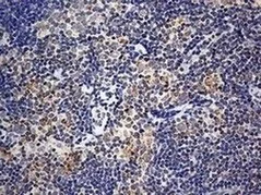 Immunohistochemistry (Formalin/PFA-fixed paraffin-embedded sections) - Anti-ISCU antibody [OTI4F5] (AB180532)