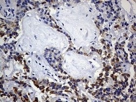 Immunohistochemistry (Formalin/PFA-fixed paraffin-embedded sections) - Anti-ISCU antibody [OTI4F5] (AB180532)