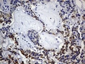 Immunohistochemistry (Formalin/PFA-fixed paraffin-embedded sections) - Anti-ISCU antibody [OTI4F5] (AB180532)