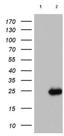 Western blot - Anti-ISCU antibody [OTI4F5] (AB180532)