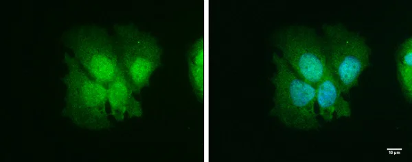 Immunocytochemistry/ Immunofluorescence - Anti-ISG15 antibody (AB227541)