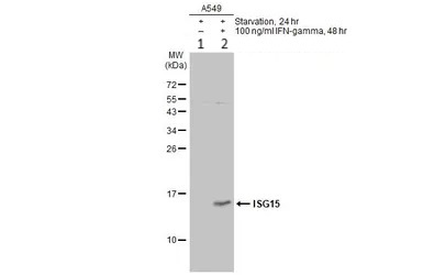 Western blot - Anti-ISG15 antibody (AB227541)