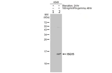 Western blot - Anti-ISG15 antibody (AB227541)