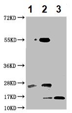 Western blot - Anti-ISG15 antibody (AB235041)
