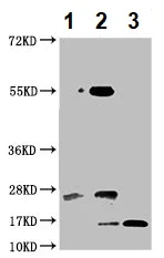 Western blot - Anti-ISG15 antibody (AB235041)